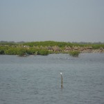 L'île aux Coquillages