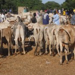 Marché de Brousse