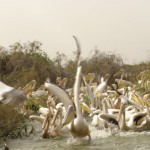 Parc National de Djoudj