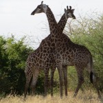 Réserve De Bandia : Deux girafes