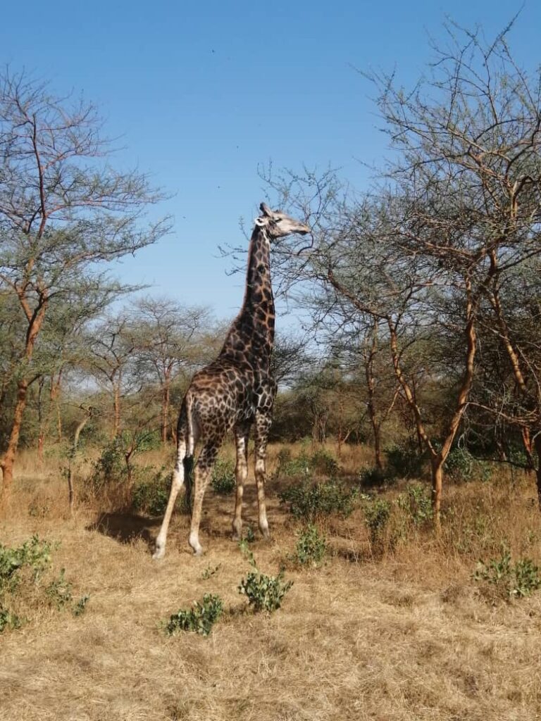 La Réserve de Bandia Sénégal
