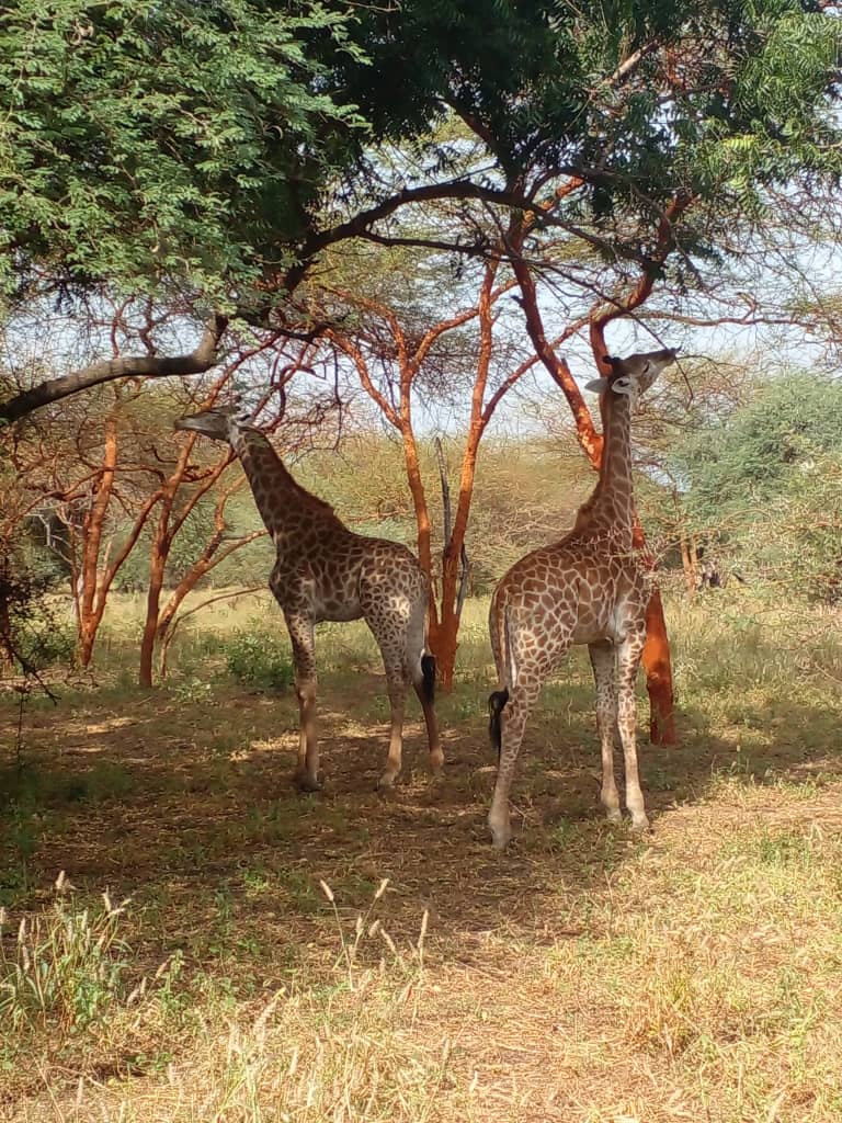 La Réserve de Bandia Sénégal