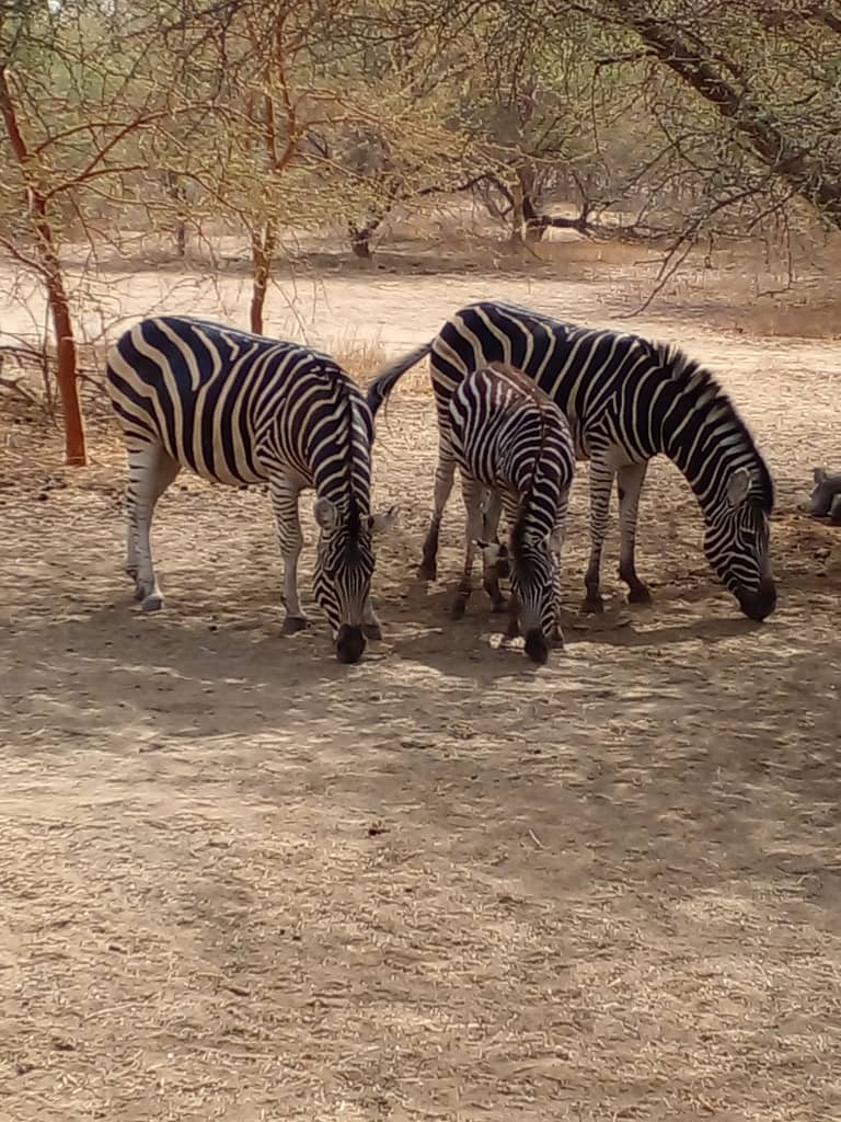 La Réserve de Bandia Sénégal