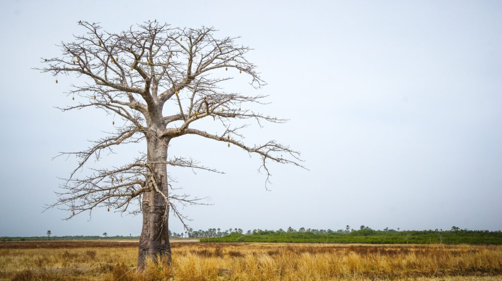 Îles du Saloum