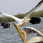 Parc National de Djoudj